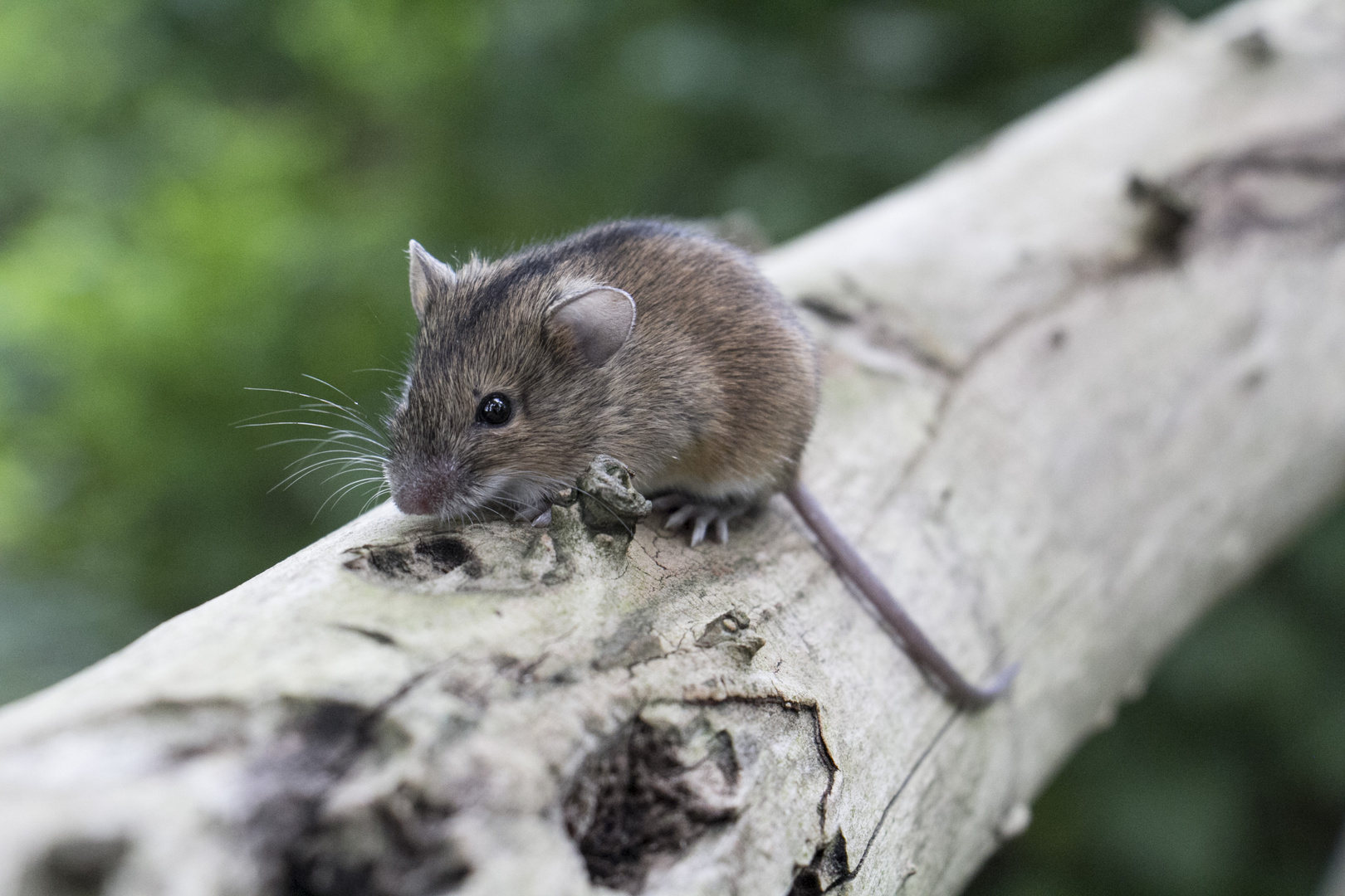 rote Haselmaus