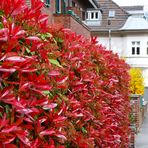 Rote Hecke