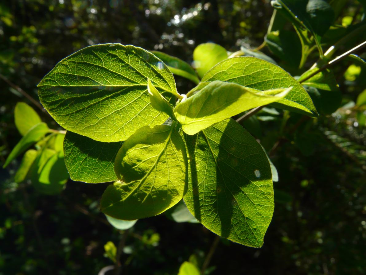 Rote Heckenkirsche - Lonicera xylosteum