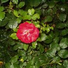 Rote Heckenrose in der Havelpasage