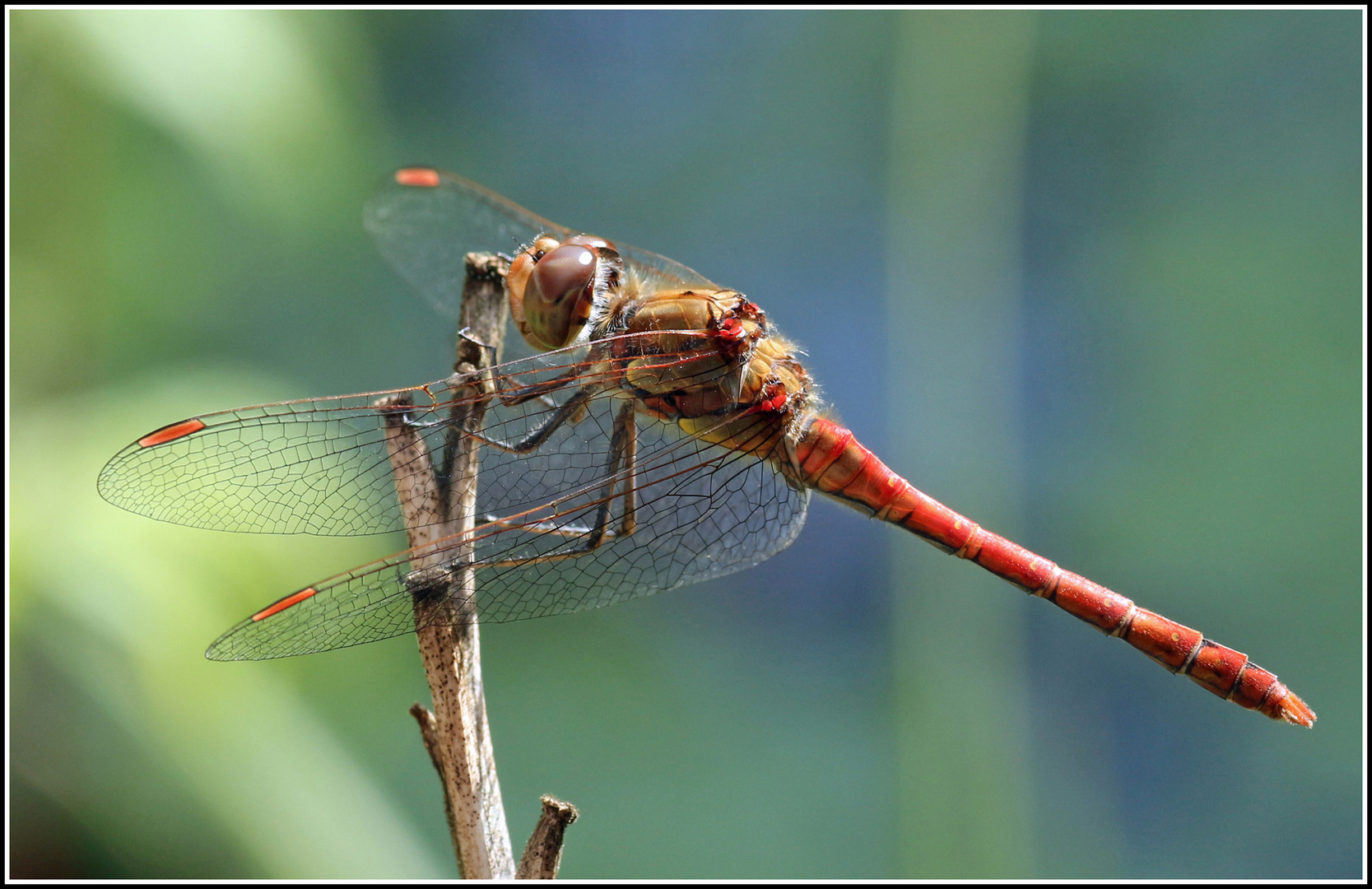 Rote Heide- Libelle