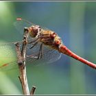 Rote Heide- Libelle