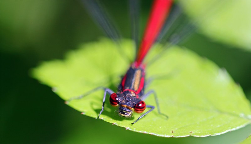 rote Heidelibella