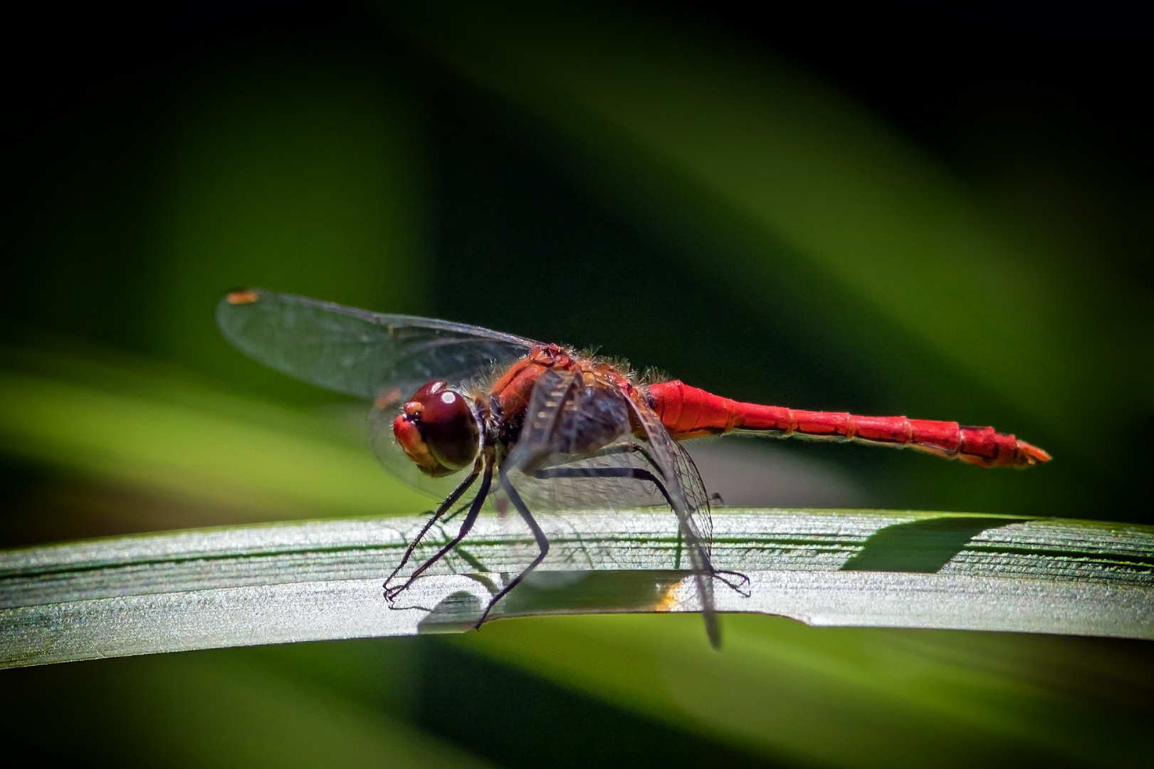 Rote Heidelibelle