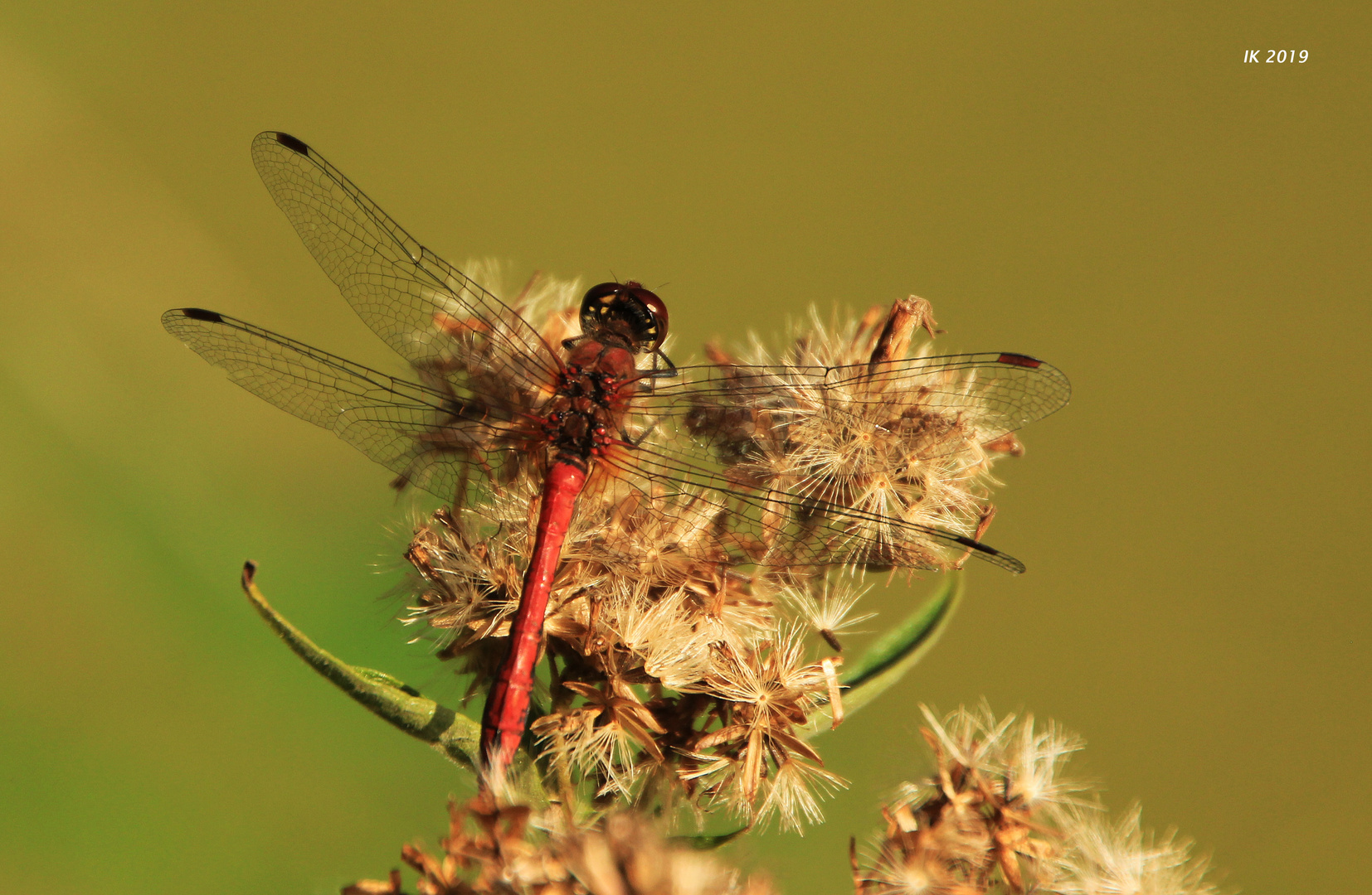 Rote Heidelibelle