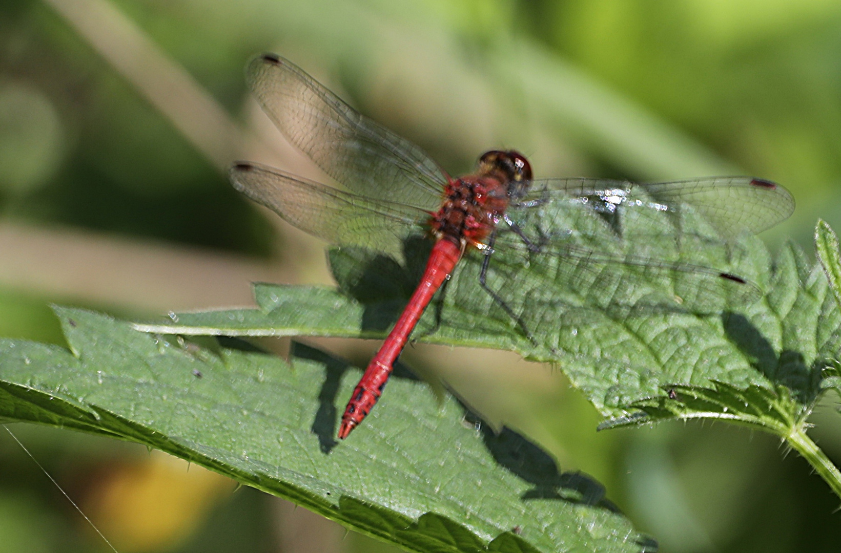 Rote Heidelibelle