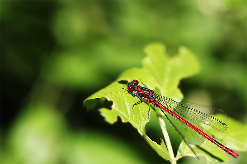 Rote Heidelibelle