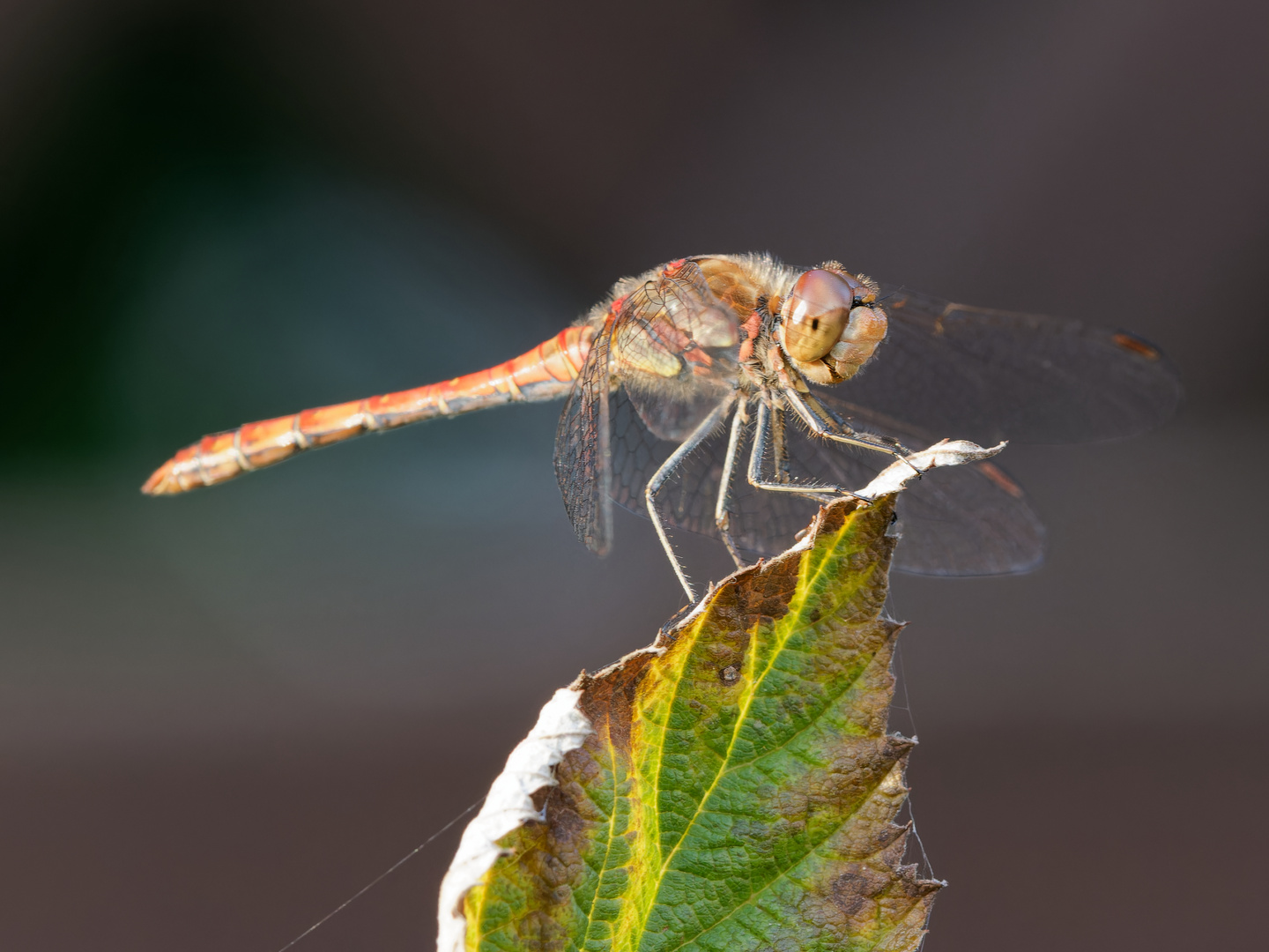 Rote Heidelibelle 