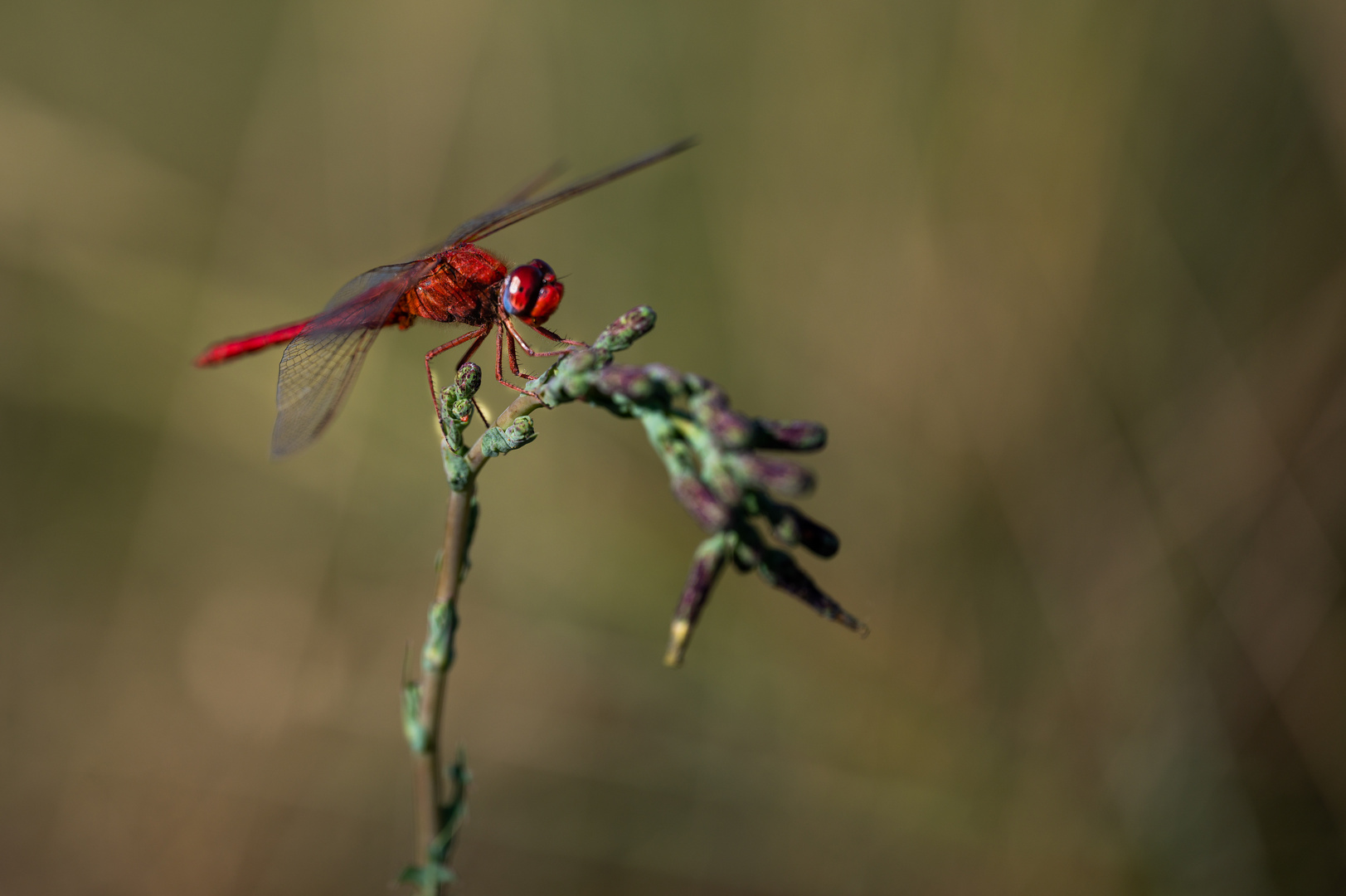 Rote Heidelibelle