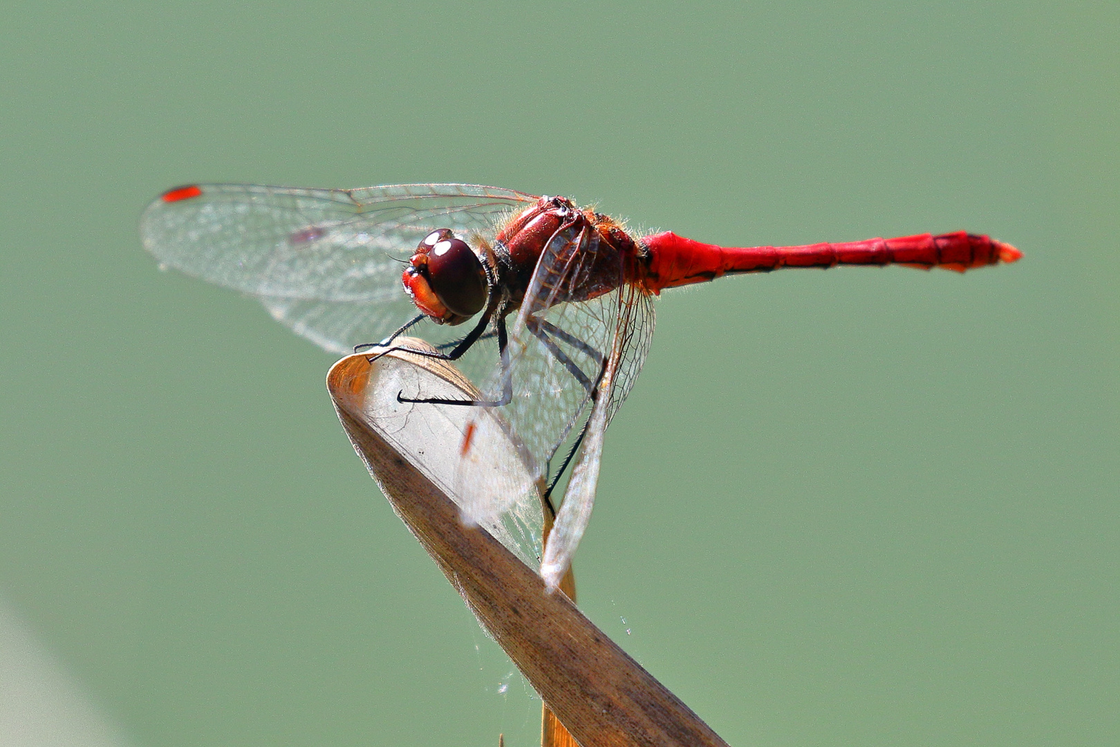 Rote Heidelibelle