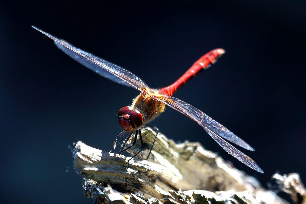 Rote Heidelibelle