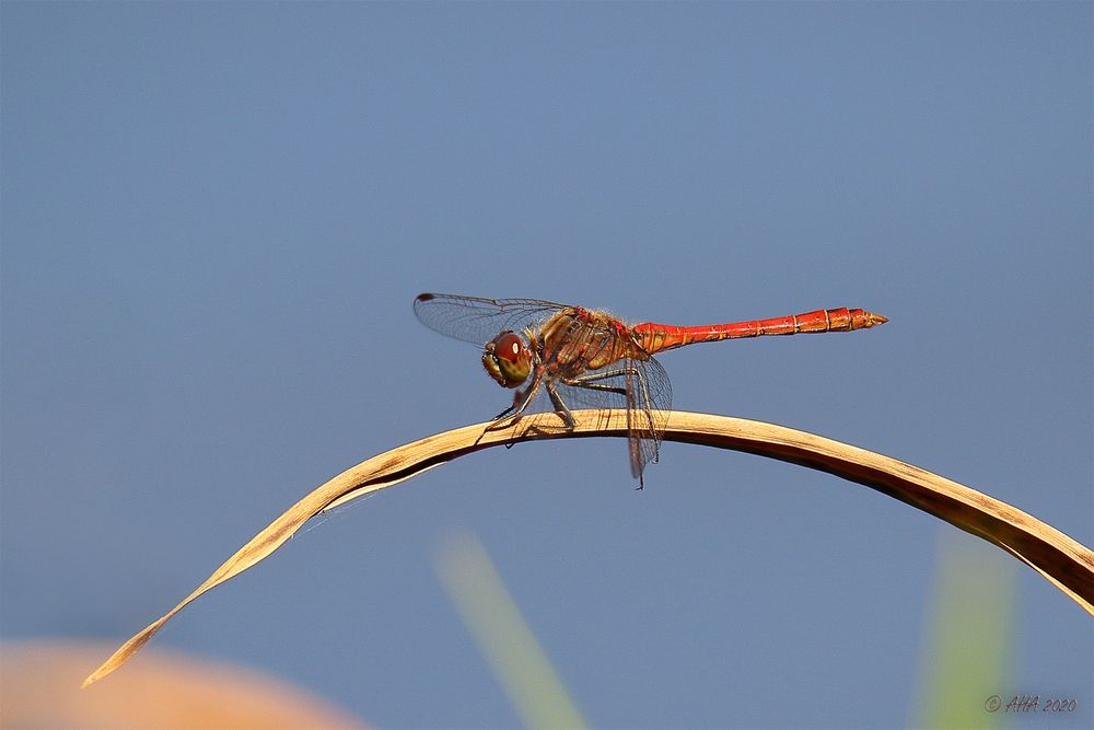 Rote Heidelibelle