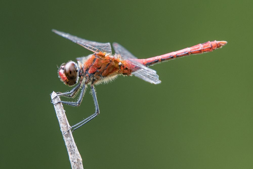 Rote Heidelibelle