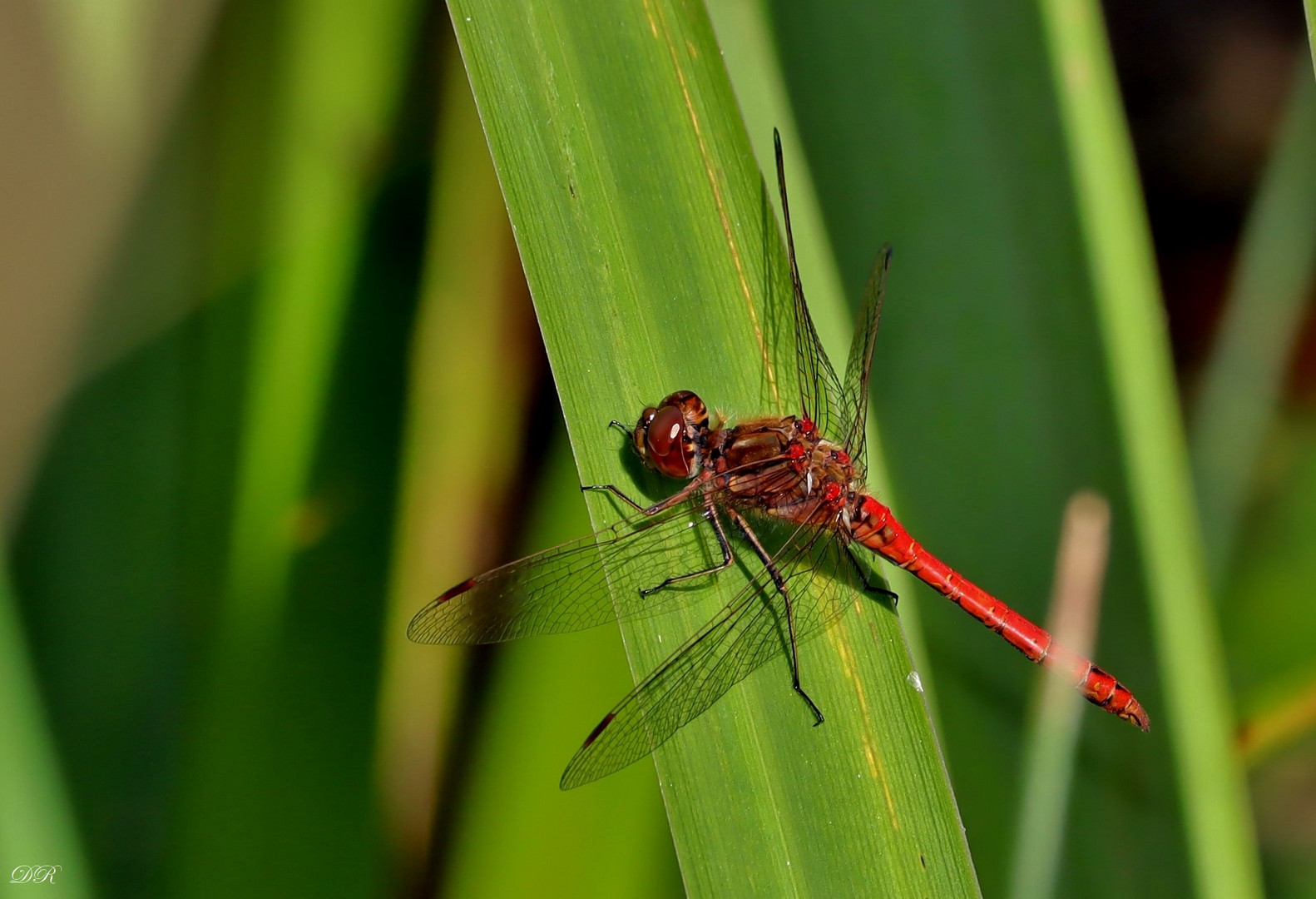 Rote Heidelibelle