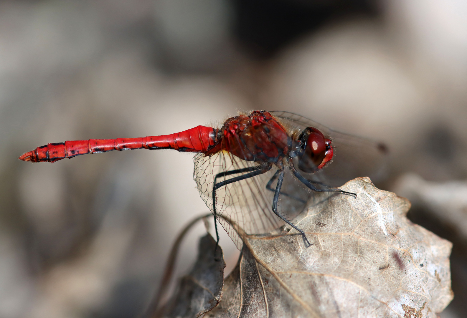 Rote Heidelibelle