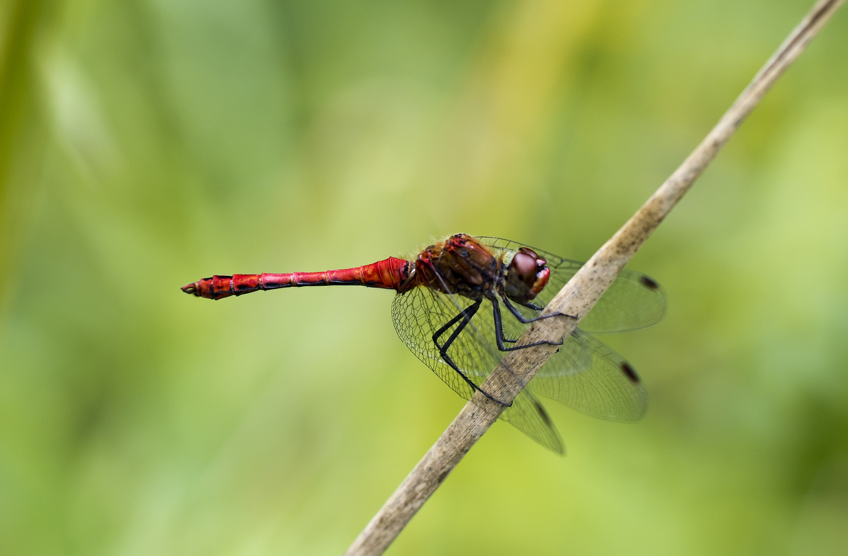 Rote Heidelibelle?