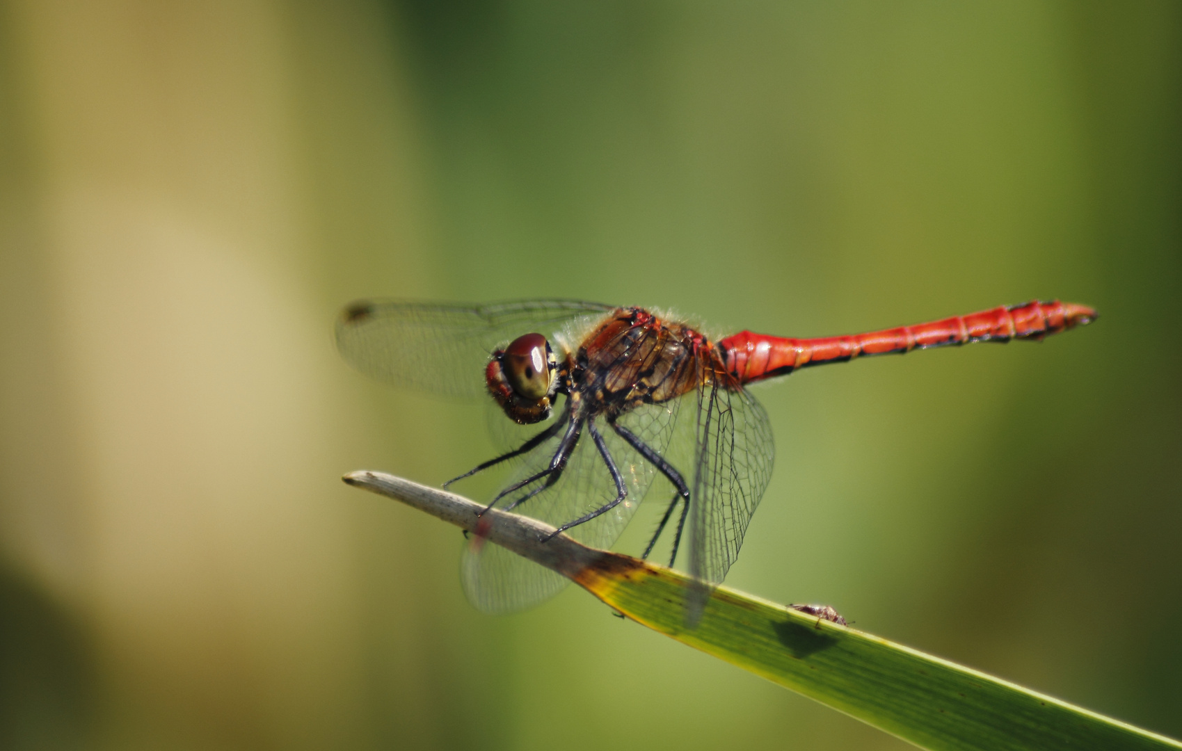 Rote Heidelibelle