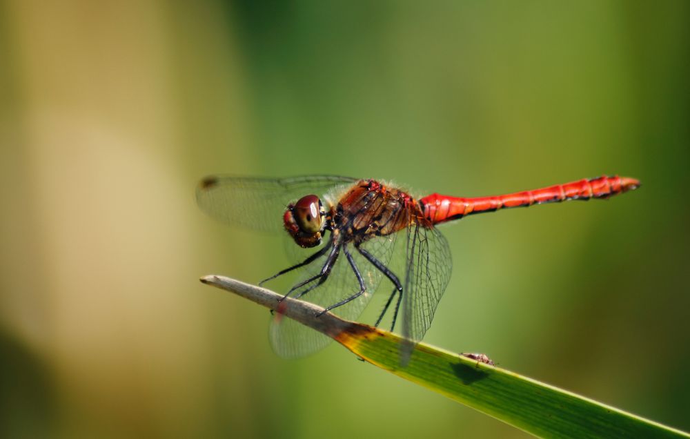 Rote Heidelibelle