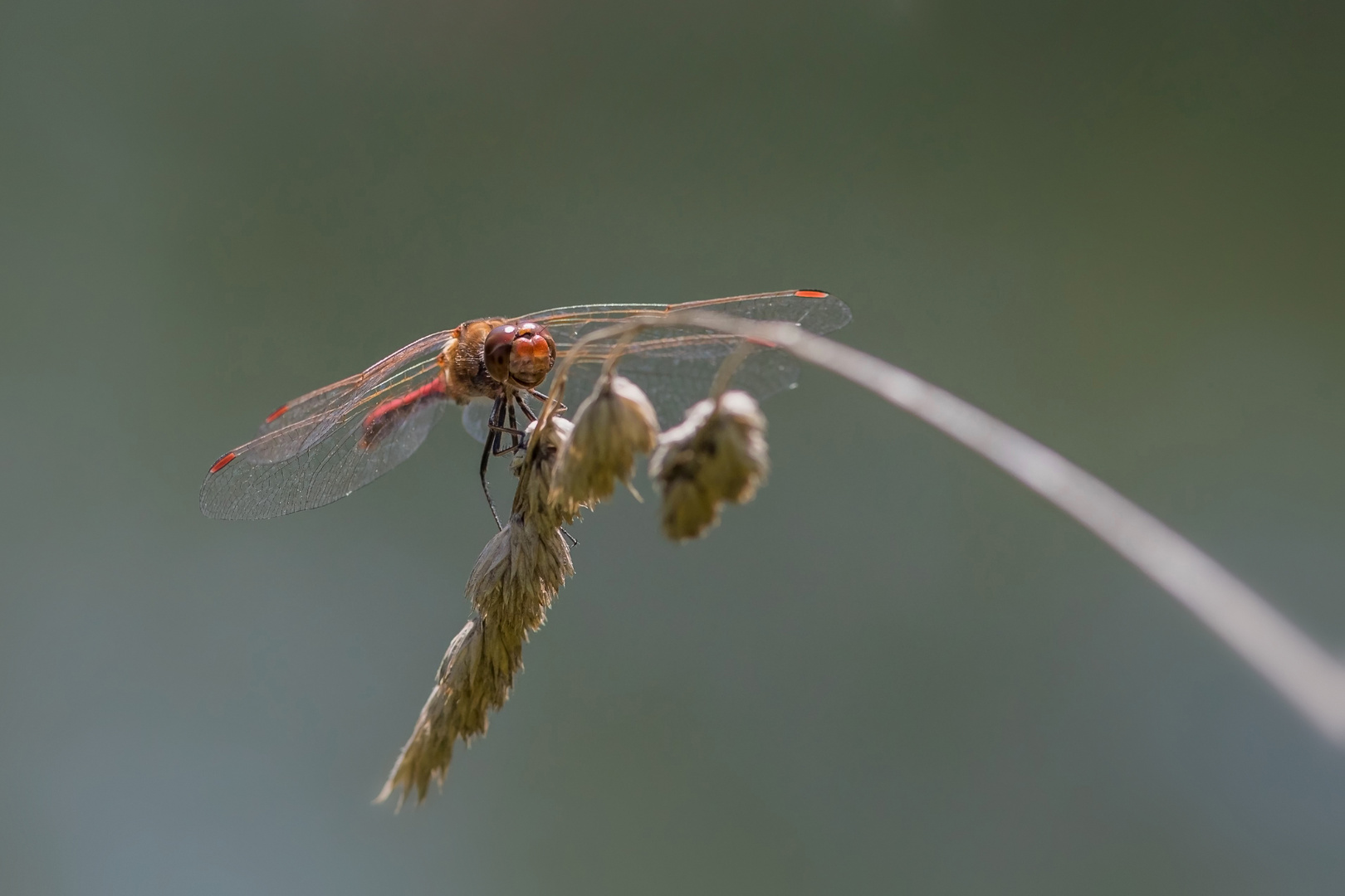 Rote Heidelibelle