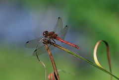 rote Heidelibelle