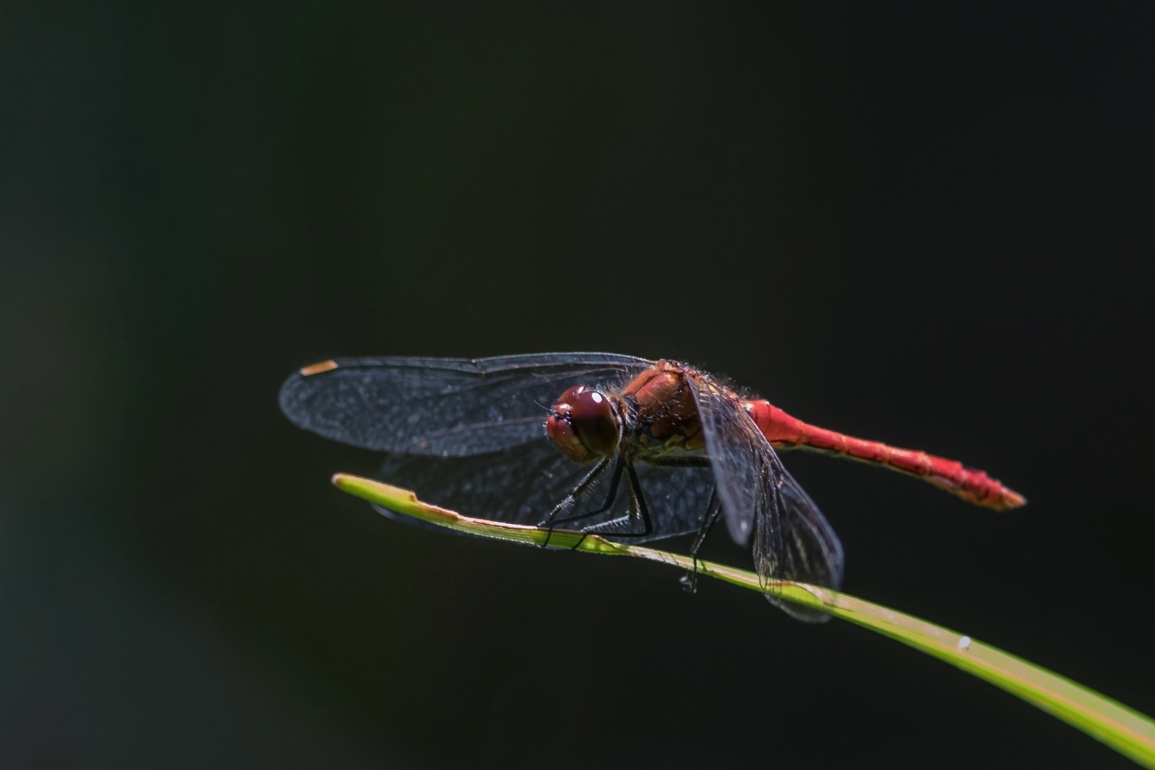 Rote Heidelibelle