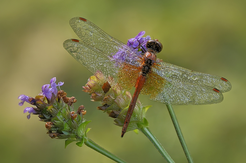 Rote Heidelibelle