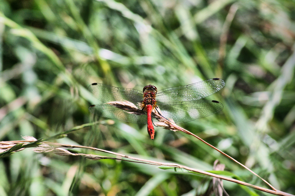 Rote Heidelibelle