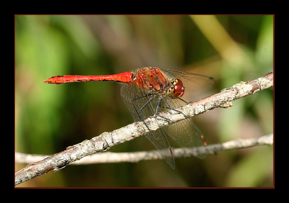 Rote Heidelibelle