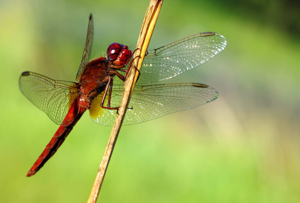 Rote Heidelibelle