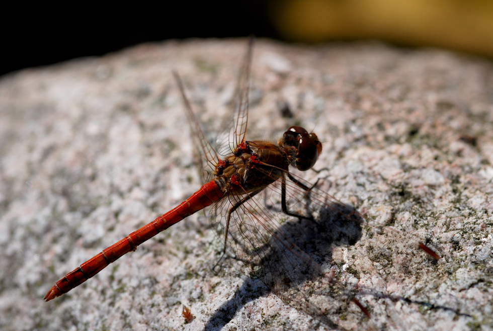 Rote Heidelibelle