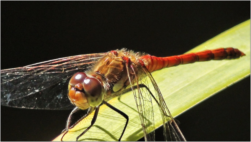 rote Heidelibelle