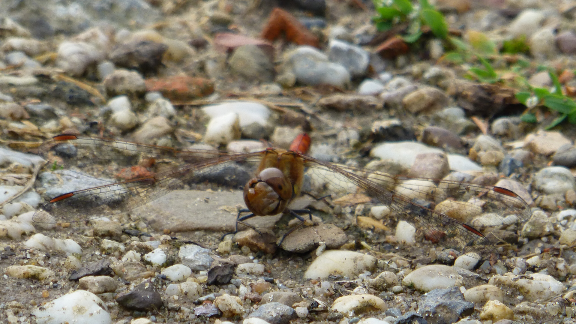 Rote Heidelibelle