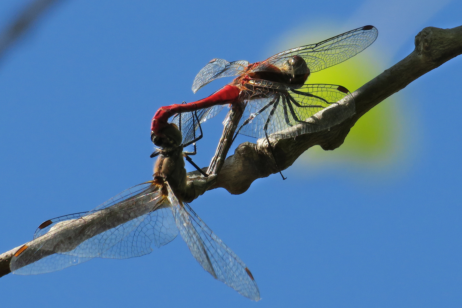 Rote Heidelibelle bei der Paarung