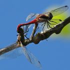 Rote Heidelibelle bei der Paarung