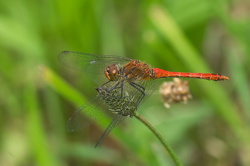 Rote Heidelibelle