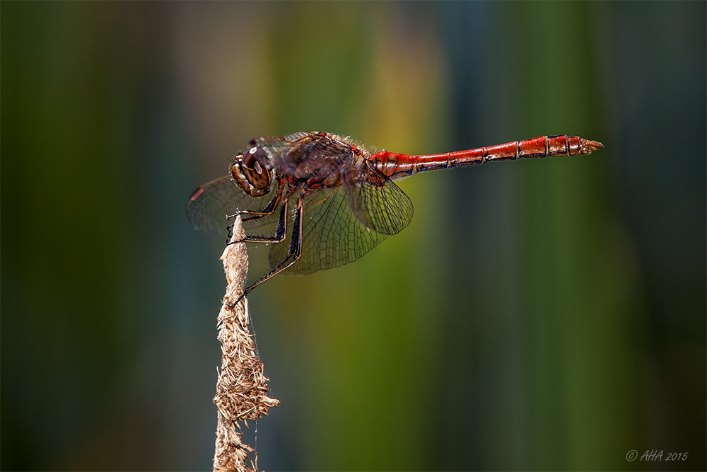 Rote Heidelibelle