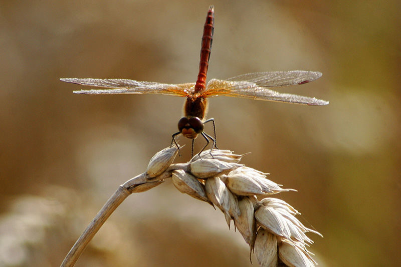 Rote Heidelibelle