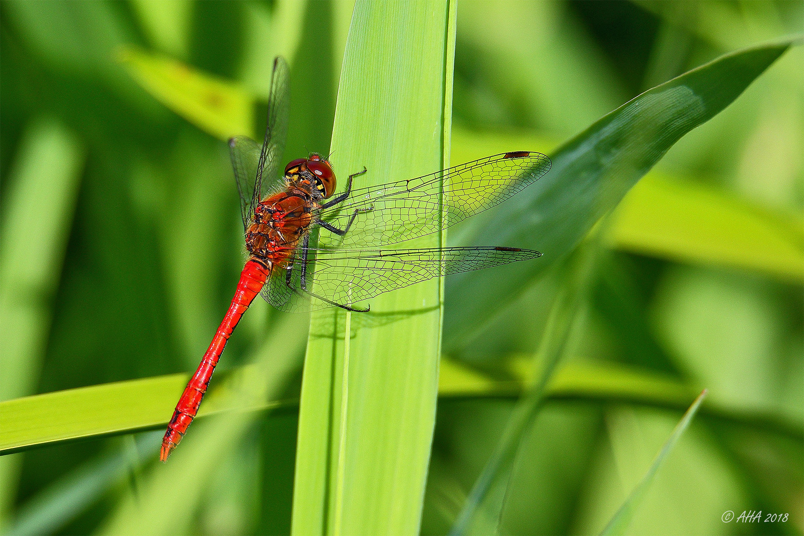 Rote Heidelibelle