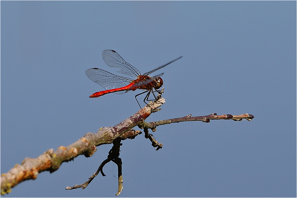 Rote Heidelibelle