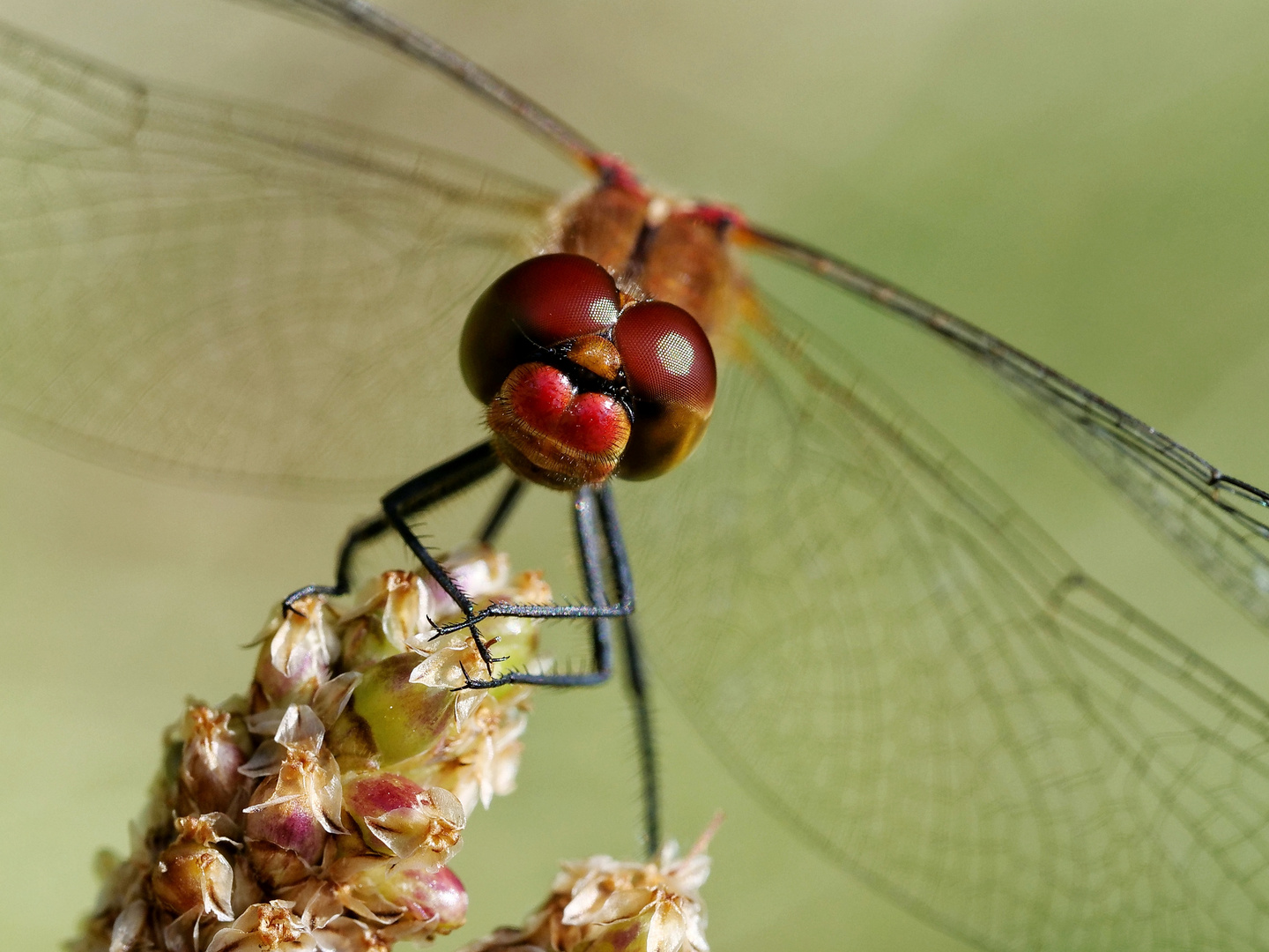 Rote Heidelibelle......