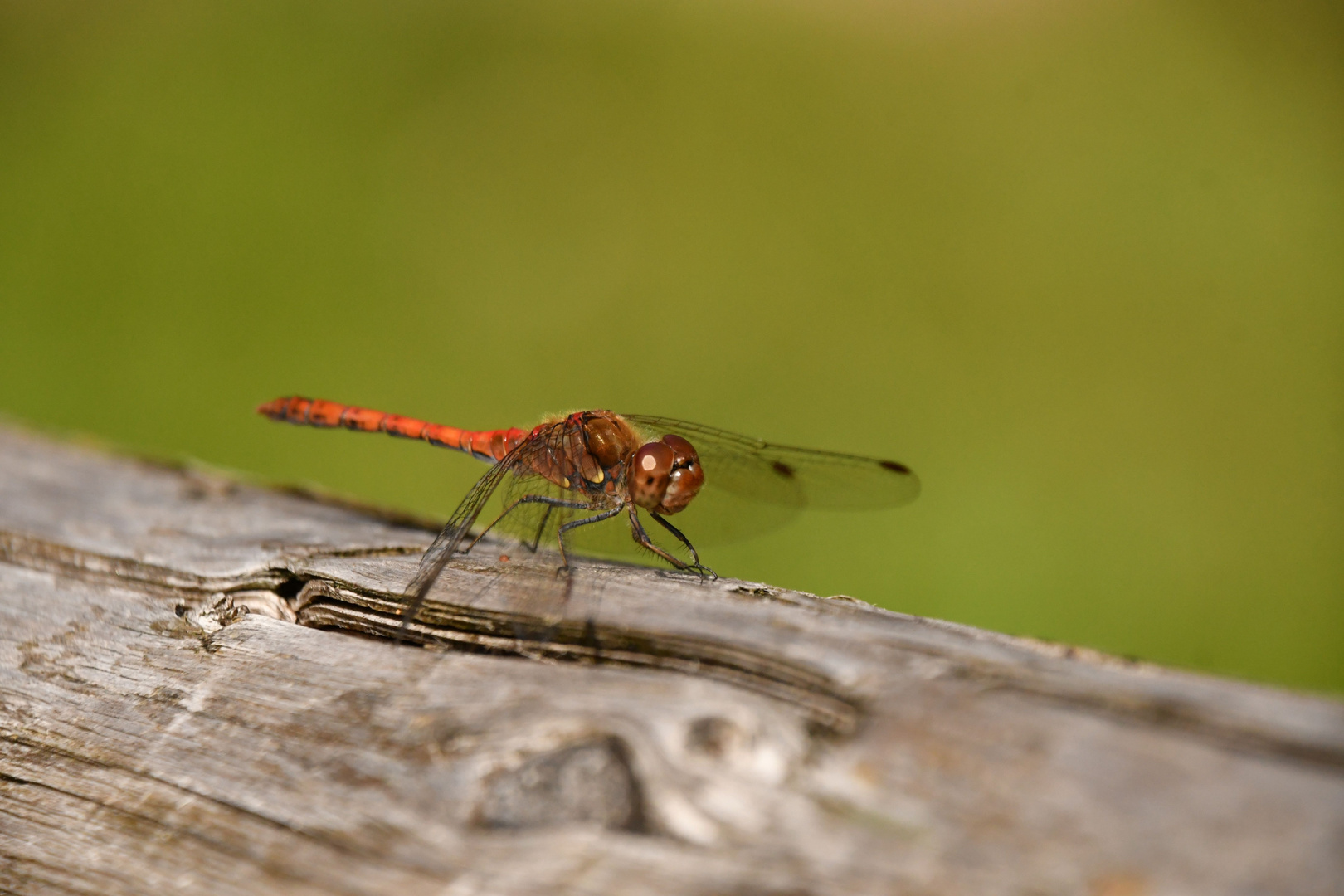 Rote Heidelibelle