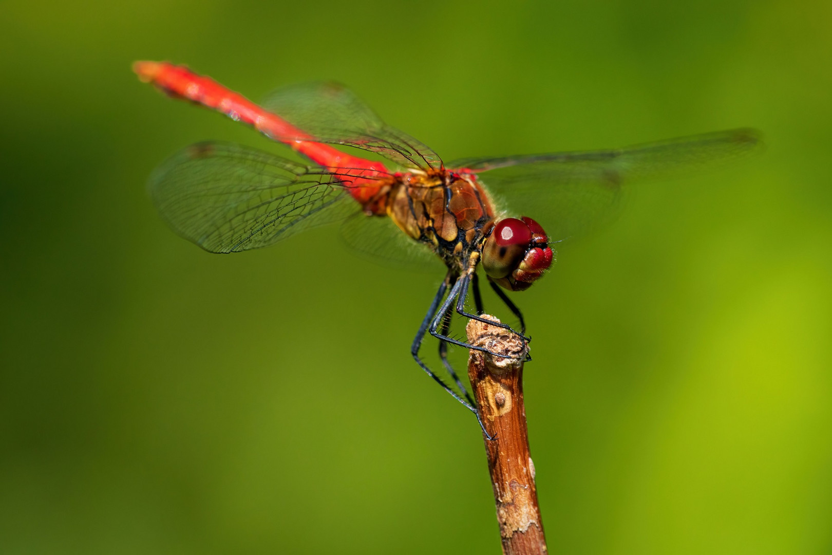 Rote Heidelibelle 