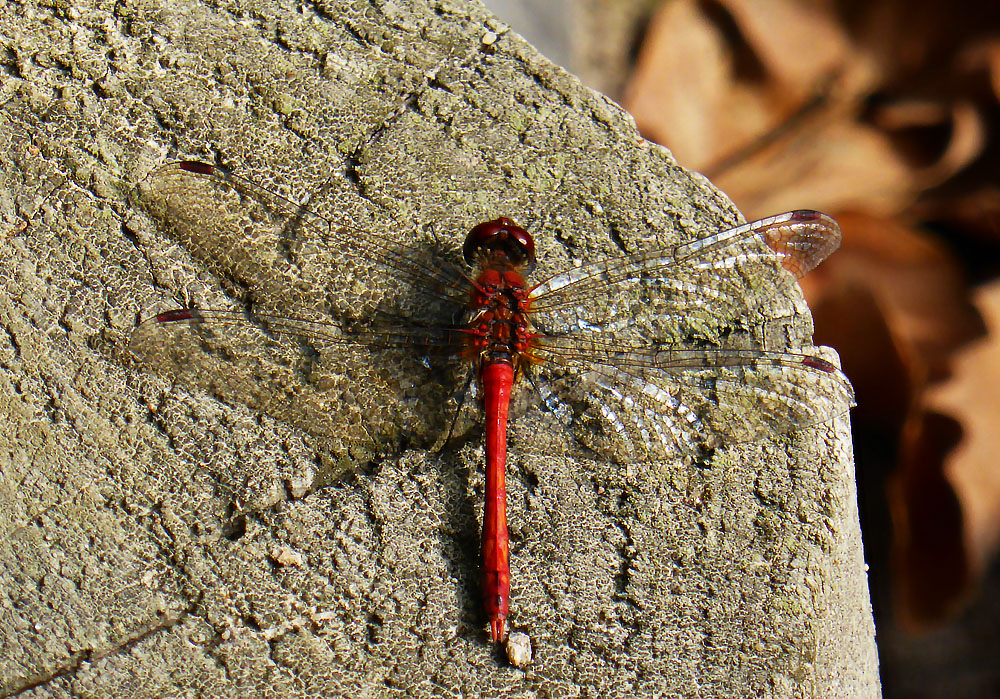 Rote Heidelibelle