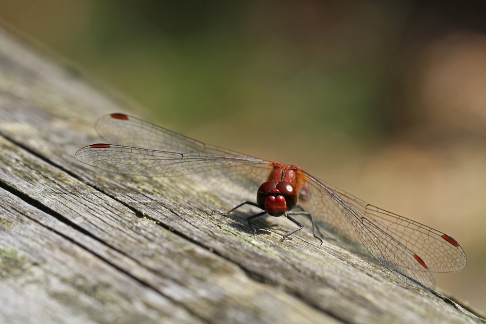 Rote Heidelibelle