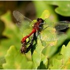 Rote Heidelibelle, Er und Sie