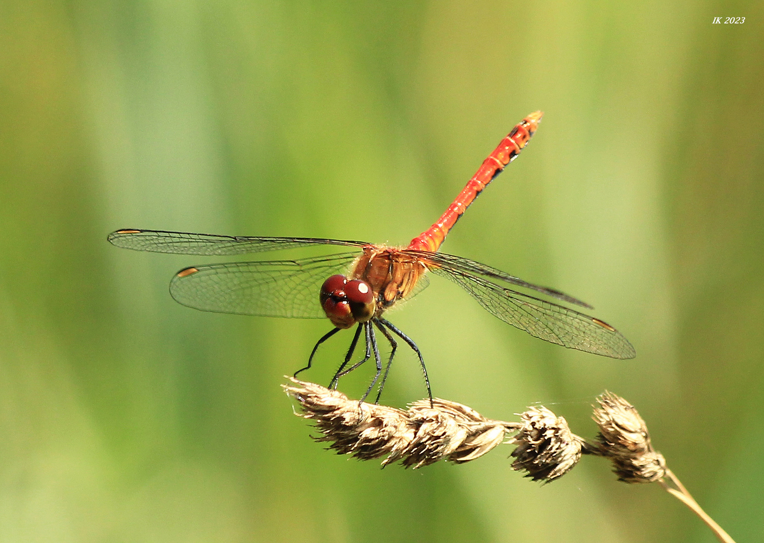 Rote Heidelibelle