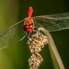 "ROTE HEIDELIBELLE FRONTAL"