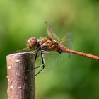 Rote Heidelibelle - heut am Gartenteich.....