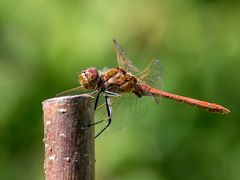 Rote Heidelibelle - heut am Gartenteich.....