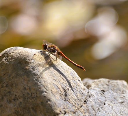 Rote Heidelibelle (m)